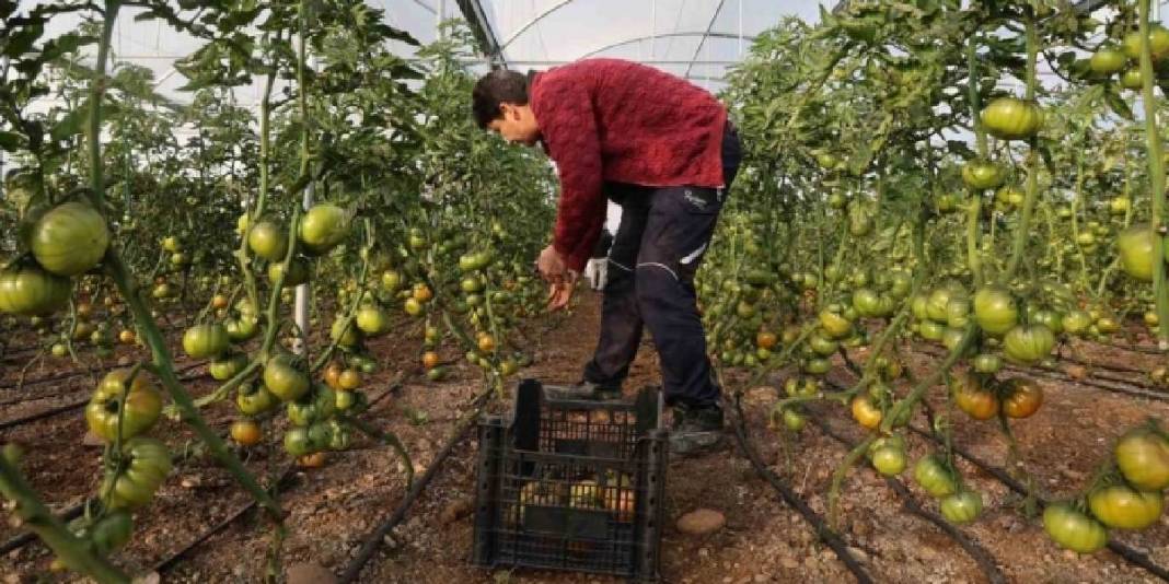 Köylerinde kurdukları sera gelir kapıları oldu! Herkes “Burada olmaz” dese de sezonda 400 bin TL kazanç sağlayacak 2